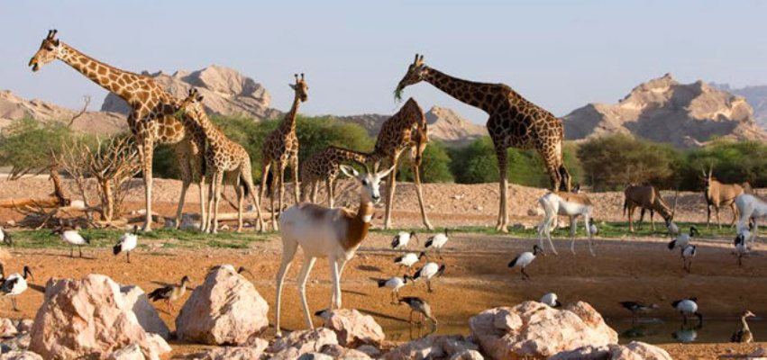 حديقة حيوان الإمارات تقدم عروضاً خاصة وحصرية يوم الثلاثاء من كل أسبوع.. تعرفوا عليها! 